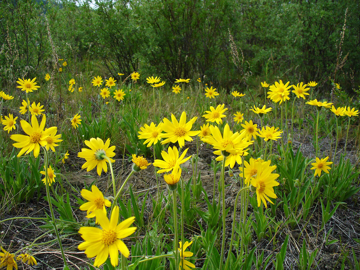 Изображение особи Arnica iljinii.