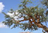 Boswellia socotrana. Часть кроны. Сокотра, лагуна Детвах. 03.01.2014.