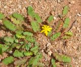Corchorus erodioides. Цветущее растение. Сокотра, плато Хомхи. 29.12.2013.