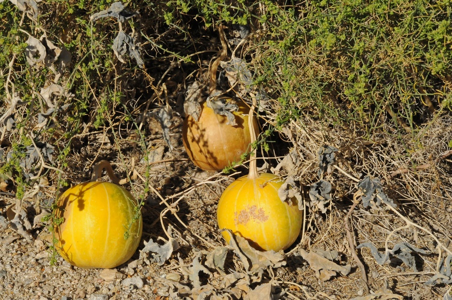 Image of Cucurbita palmata specimen.