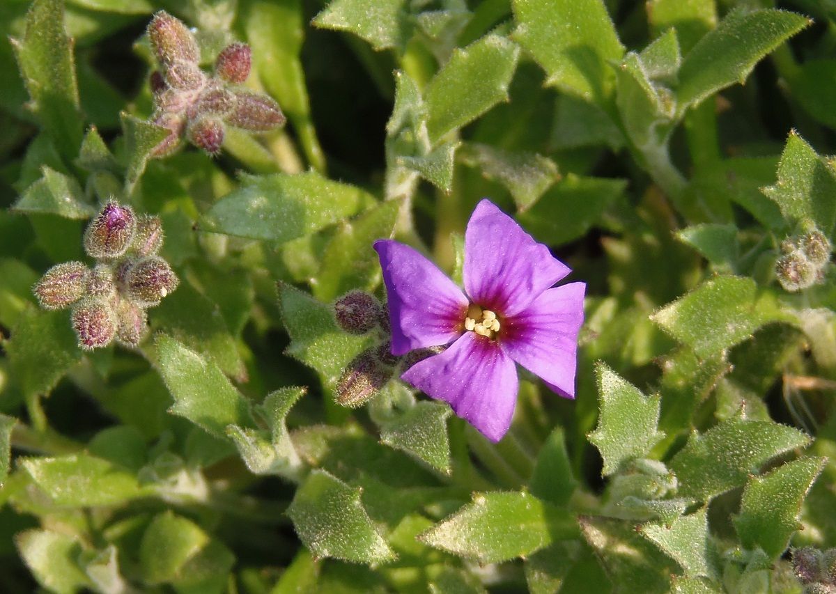 Image of Aubrieta × cultorum specimen.