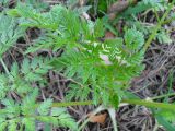 Conium maculatum. Лист. Украина, г. Киев, лес на восточной окраине. 23.03.2014.