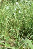 Image of taxon representative. Author is Тамара Риб