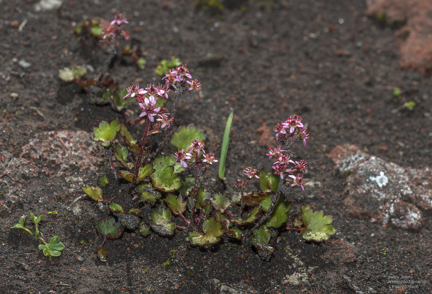 Image of Micranthes purpurascens specimen.