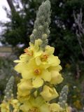 Verbascum ovalifolium