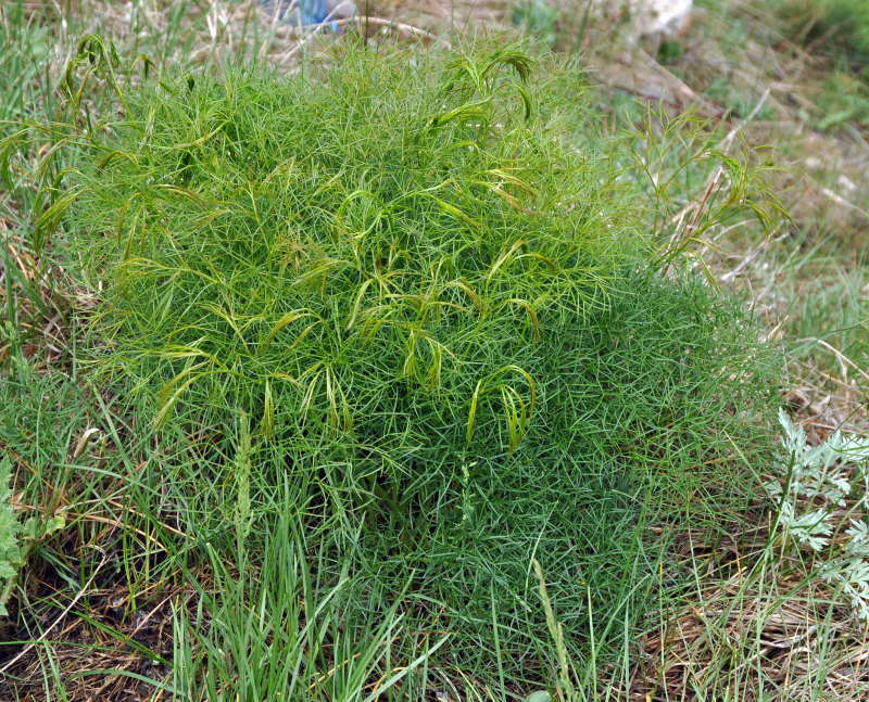 Image of Bilacunaria microcarpos specimen.