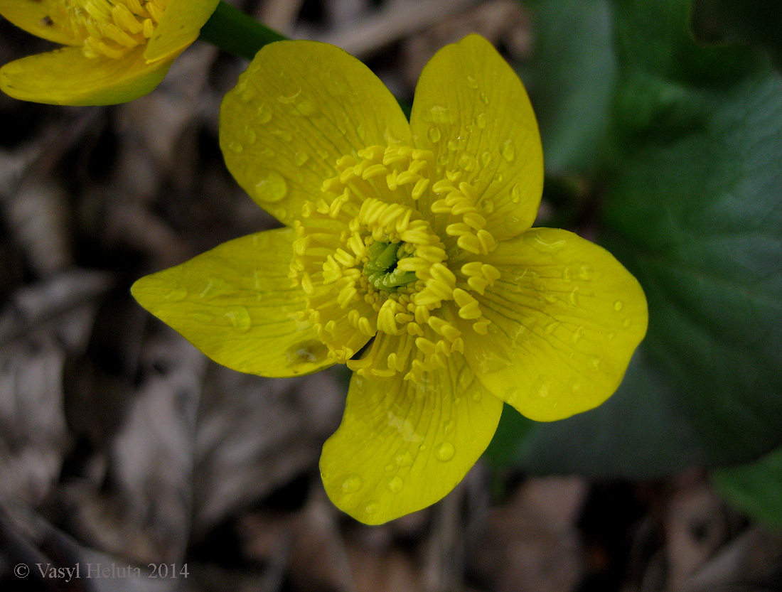 Изображение особи Caltha palustris.