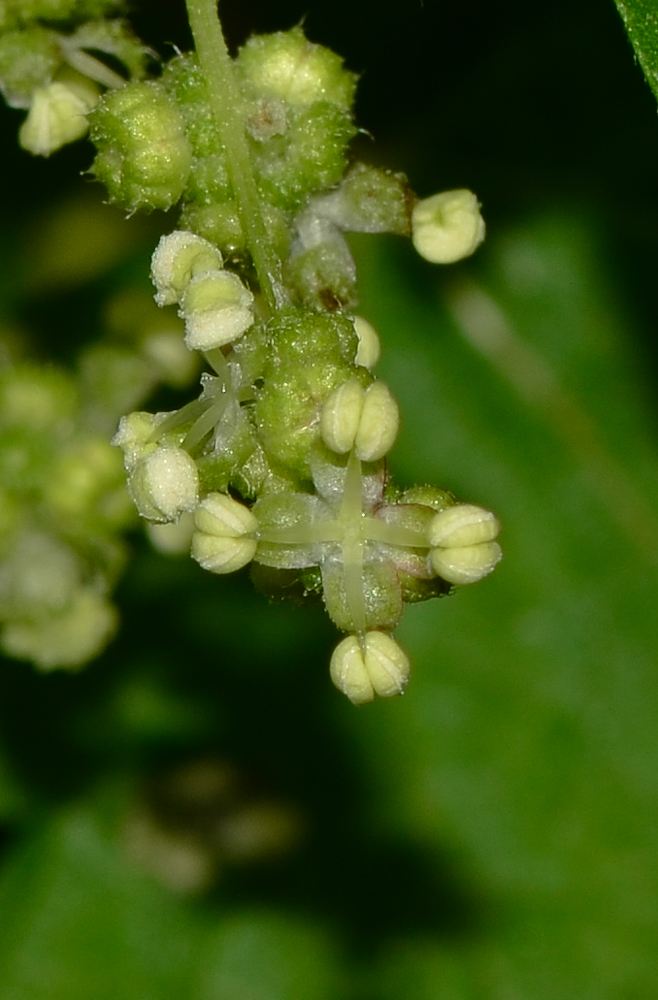 Image of Urtica pilulifera specimen.