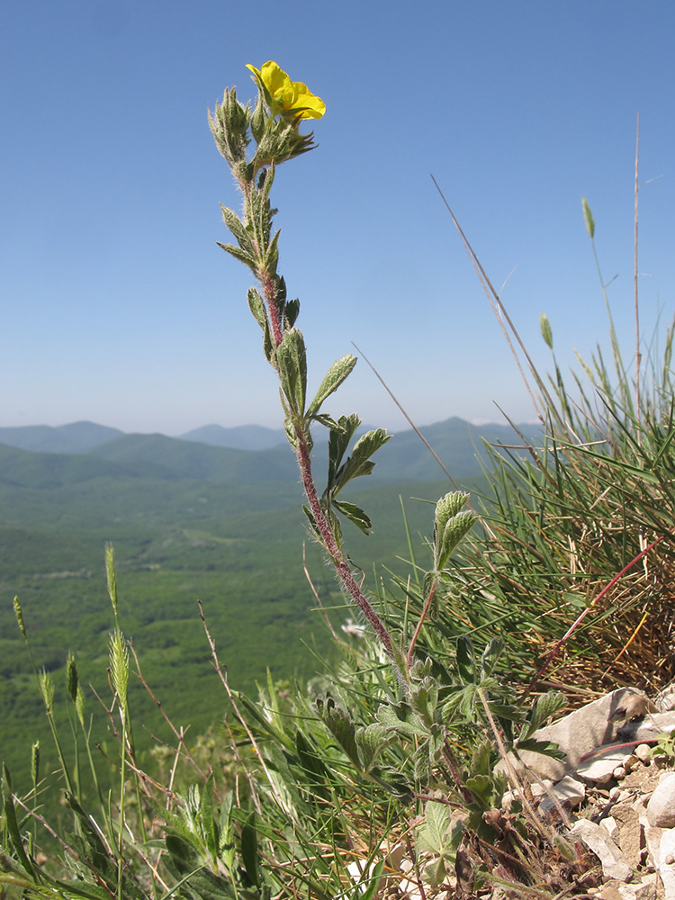 Image of Potentilla callieri specimen.