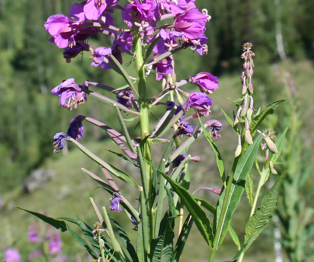 Изображение особи Chamaenerion angustifolium.