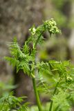 Anthriscus sylvestris. Верхушка расцветающего растения. Ставропольский край, Бештаугорский заказник. 04.05.2014.