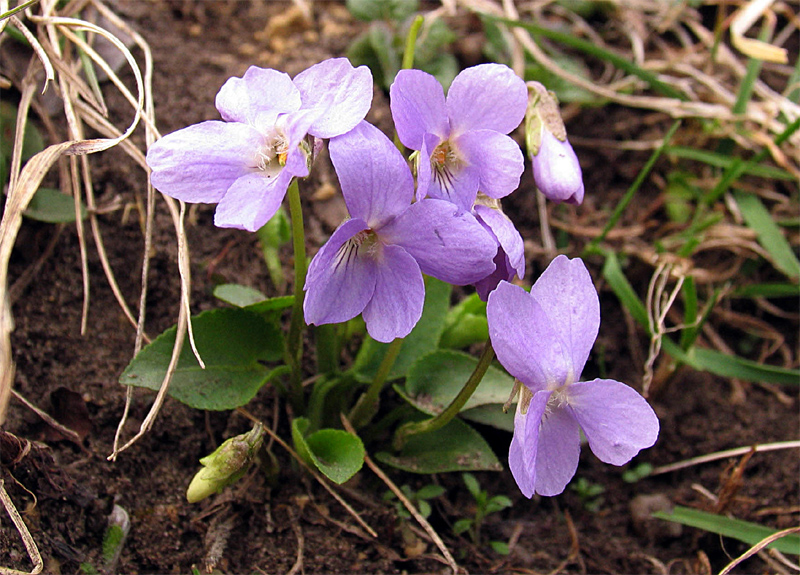 Image of Viola hirta specimen.