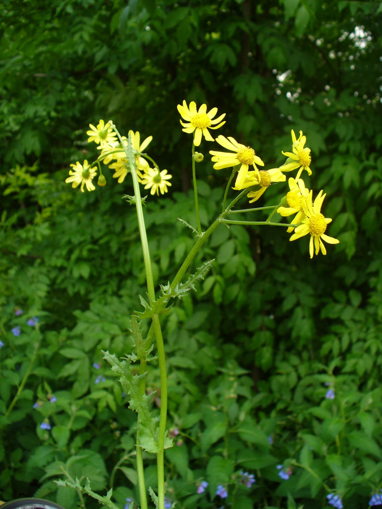 Image of genus Senecio specimen.