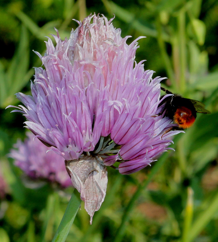 Изображение особи Allium schoenoprasum.