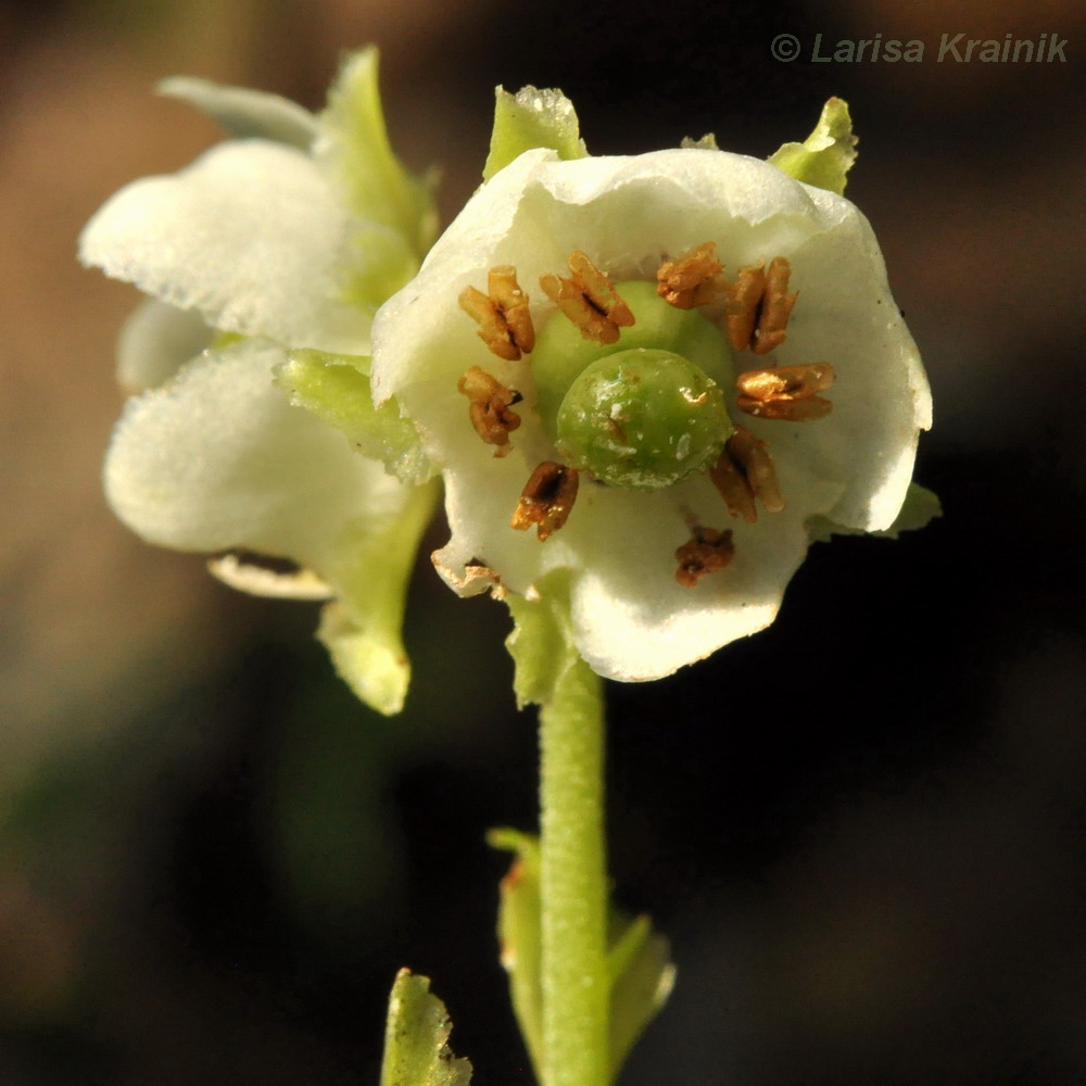 Image of Chimaphila japonica specimen.