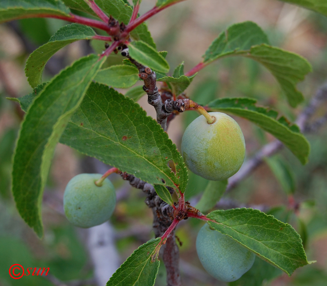 Изображение особи Prunus domestica.