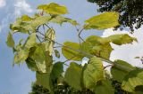 Acer tegmentosum