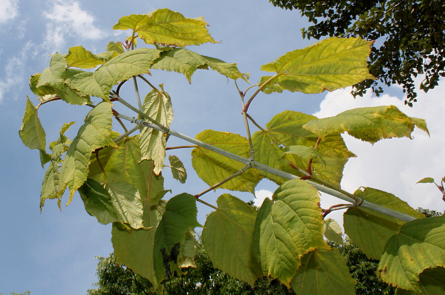 Image of Acer tegmentosum specimen.