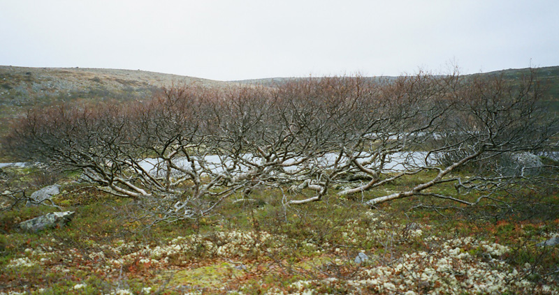 Image of Betula czerepanovii specimen.