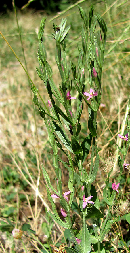 Изображение особи Centaurium spicatum.