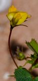 Medicago littoralis