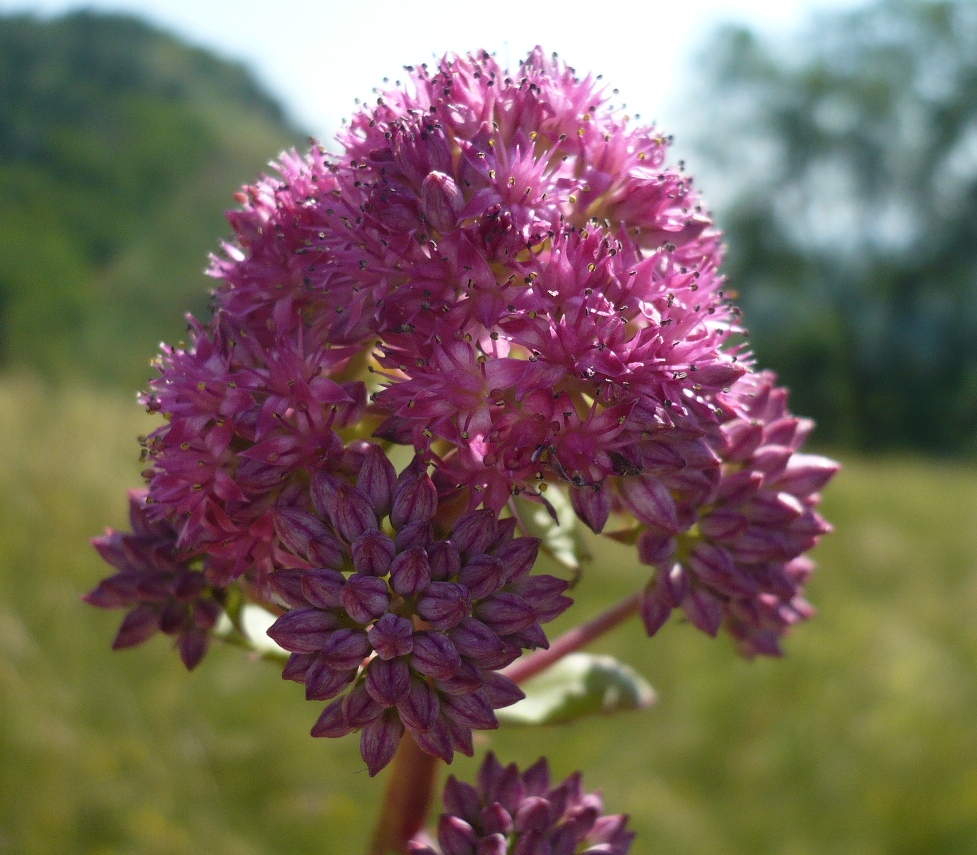 Изображение особи Hylotelephium triphyllum.