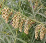 genus Artemisia