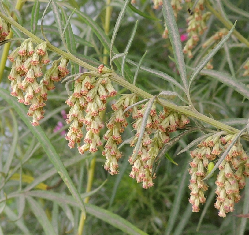 Изображение особи род Artemisia.