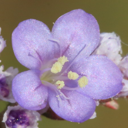 Изображение особи род Limonium.