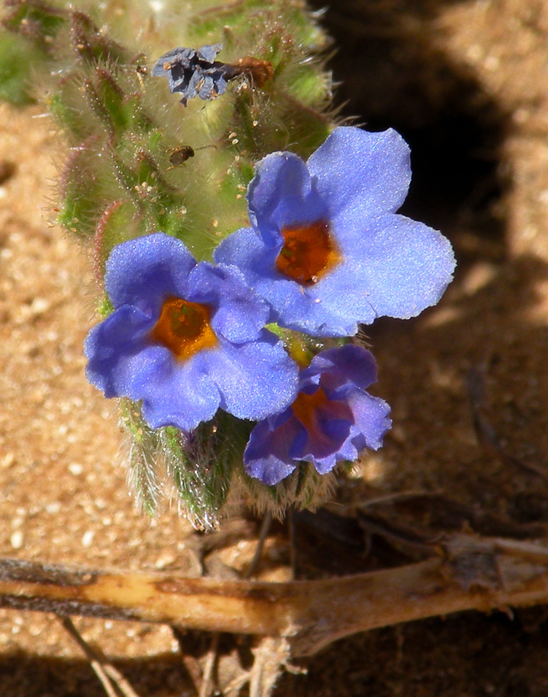 Image of Alkanna tinctoria specimen.