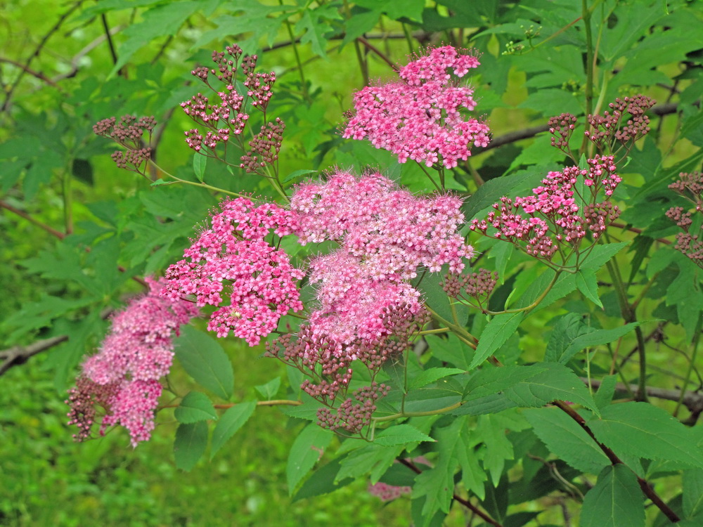 Image of Spiraea japonica specimen.