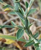 Scariola viminea