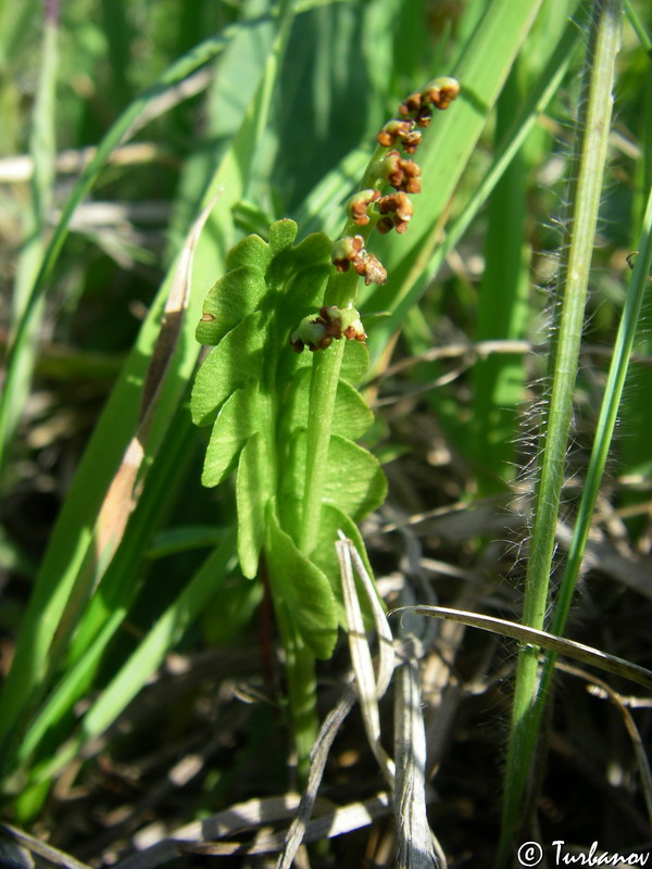 Image of Botrychium lunaria specimen.