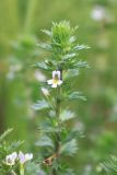 род Euphrasia