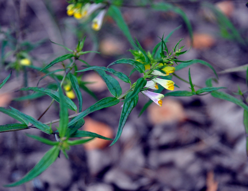 Image of Melampyrum pratense specimen.