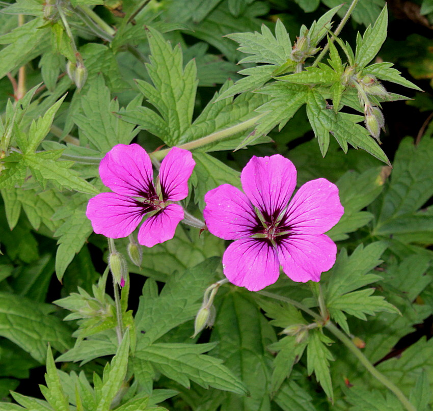 Изображение особи Geranium psilostemon.