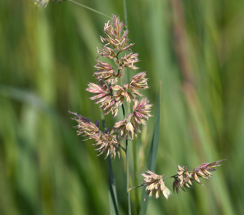 Image of Dactylis glomerata specimen.