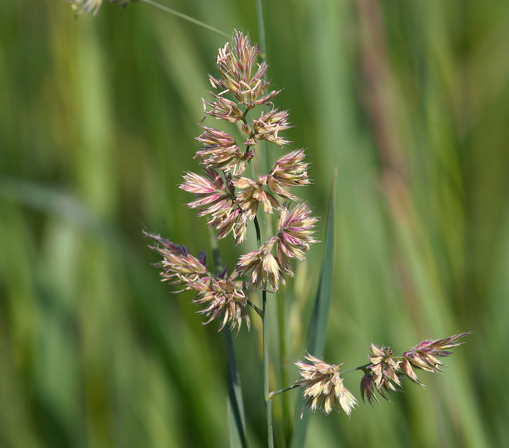 Изображение особи Dactylis glomerata.