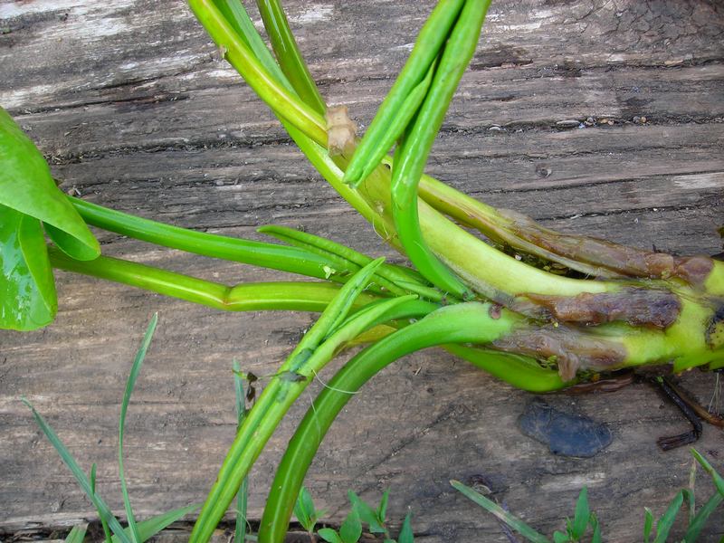 Image of Nuphar lutea specimen.