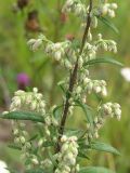 Artemisia vulgaris