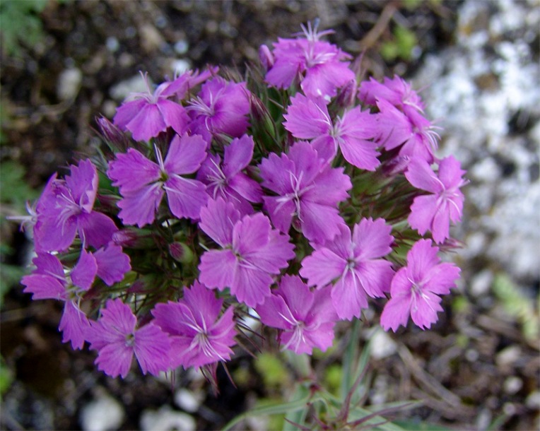 Image of Dianthus pseudarmeria specimen.
