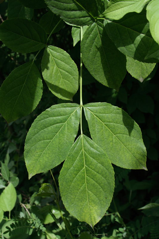 Image of Staphylea trifolia specimen.