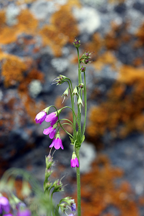 Image of Cortusa turkestanica specimen.