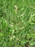 Helictotrichon pubescens