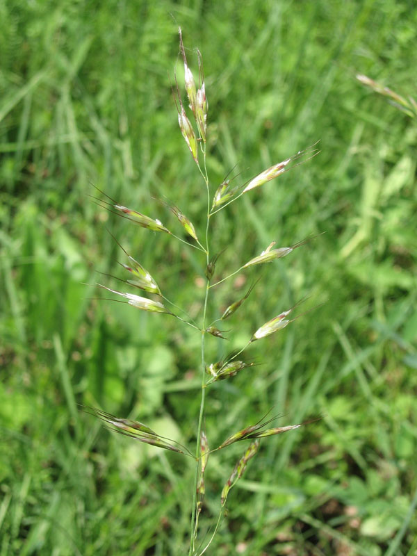 Image of Helictotrichon pubescens specimen.