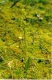 Platanthera tipuloides. Цветущее растение. Читинская обл., среднее течение р. Тунгир. Июль 2000 г.