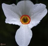 Narcissus poeticus