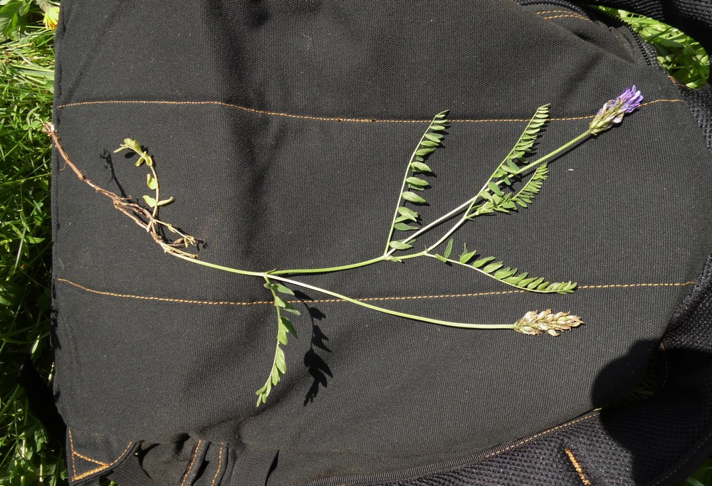 Image of Astragalus danicus specimen.