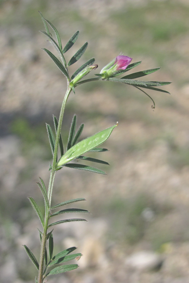 Image of Vicia pilosa specimen.