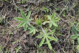 genus Potentilla